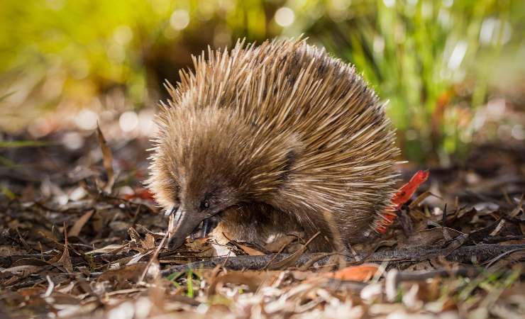 echidna