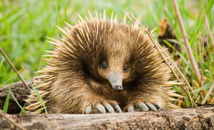 echidna