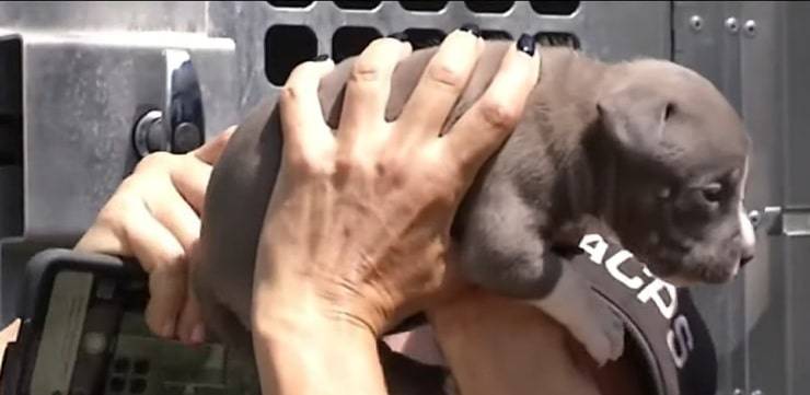 Taglia le orecchie a 17 cani senza anestesia accusato di crudeltà ( Screen Video)
