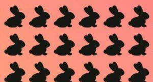 Il Test visivo del coniglio diverso da tutti gli altri : solo il 3% riesce a vederlo