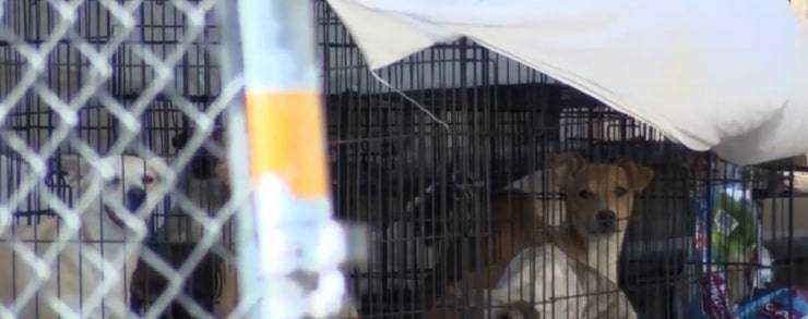 Danno lo sfratto all'uomo e trovano decine di cani maltrattati (Screen Video)