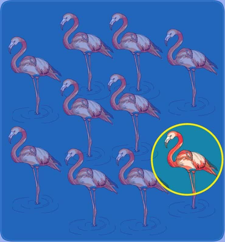Soluzione del test visivo del fenicottero diverso