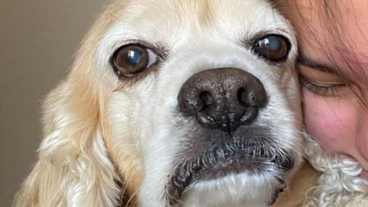 espressione arrabbiata del cane (Foto instagram Felipe el cocker)