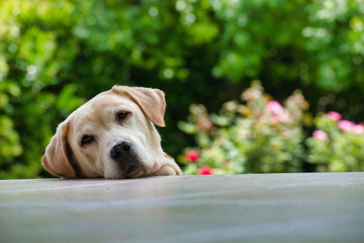 Ipercapnia nel cane