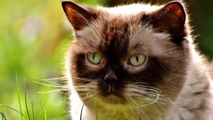 Los gatos braquicefálicos no pueden expresar sus emociones.