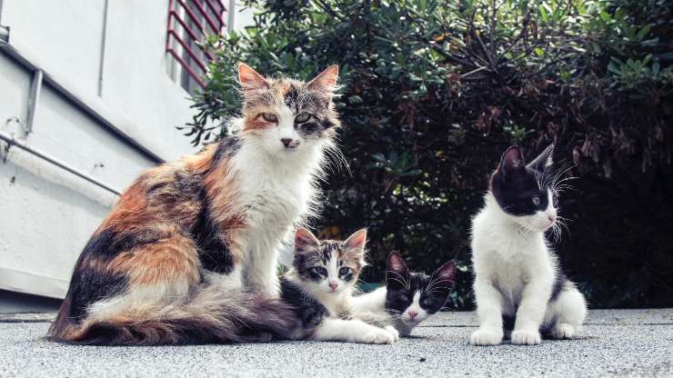 gatos en la calle