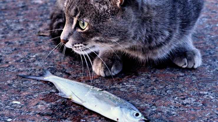 gatto pesce
