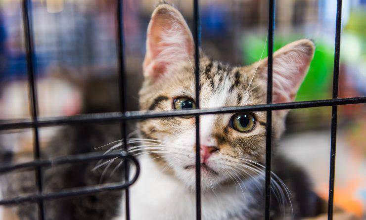 gatto in gabbia