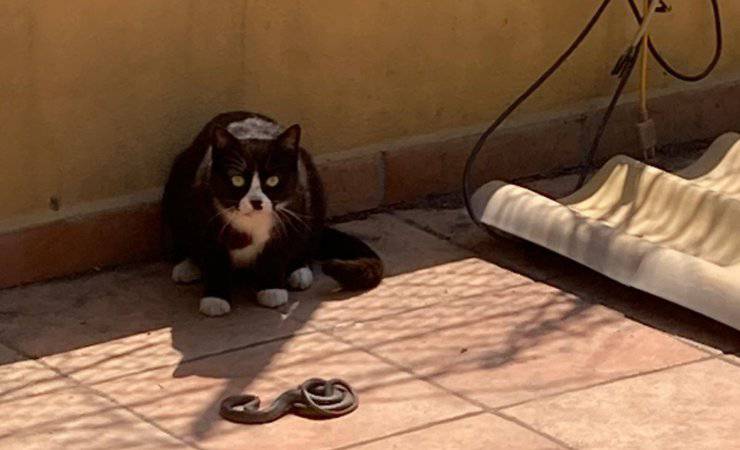 gatto porta a casa un serpente