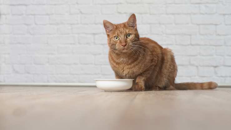 el gato puede comer edamame