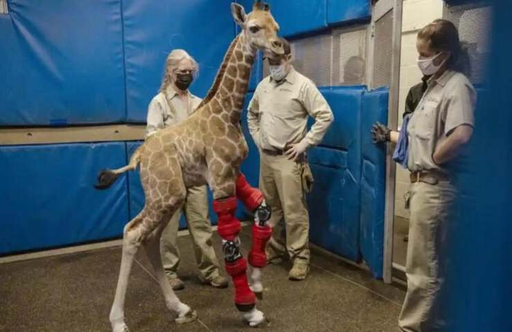 giraffa salvata dallo zoo