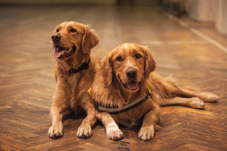 Perché il cane attacca l'altro cane in casa