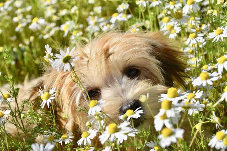 Cane tra i fiori