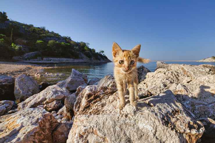 el gato en las rocas