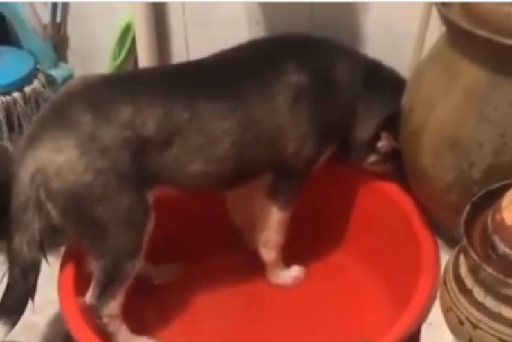il cane offeso dal micio (Foto video Instagram)