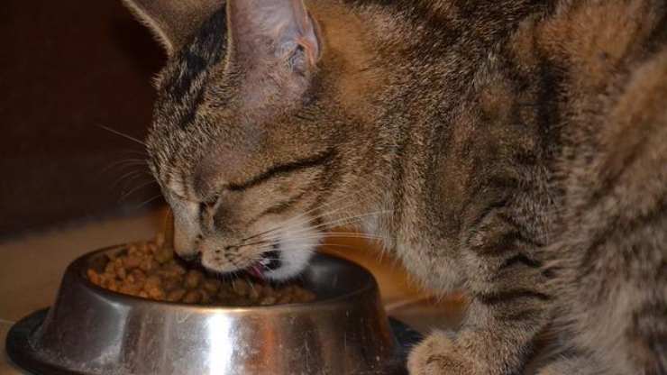 gatto può mangiare le alghe