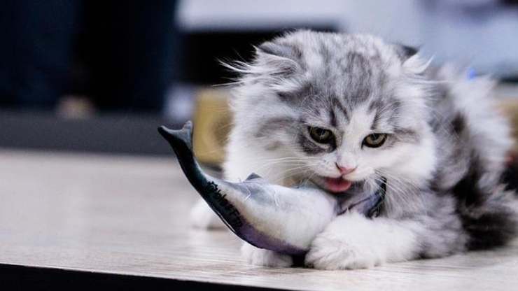 el gato puede comer pescado crudo