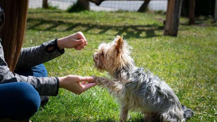 insegnare comando cane