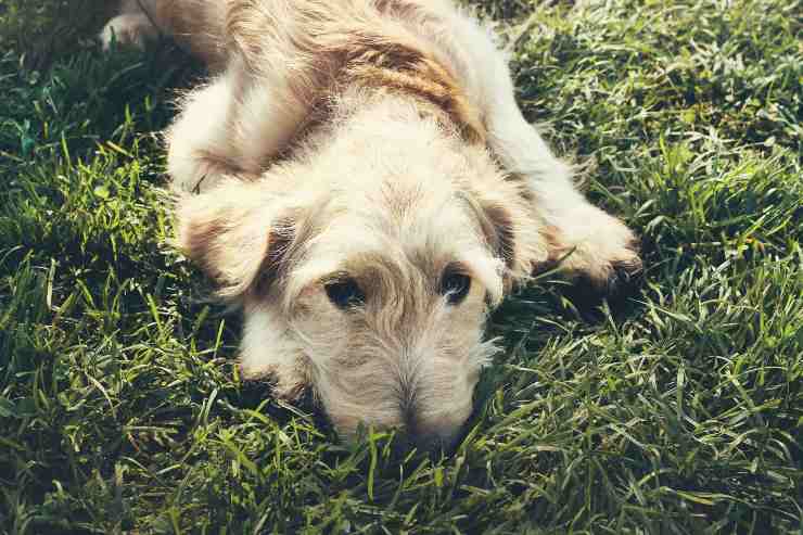 Avvelenamento da xilitolo nel cane