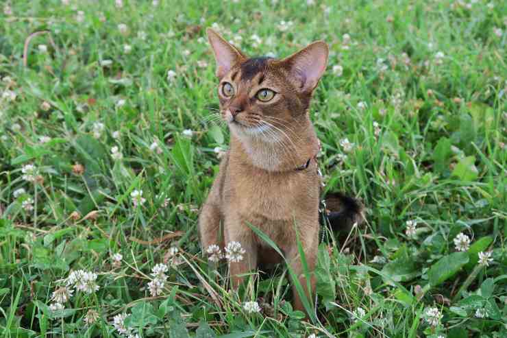 Il gatto libero nell'erba