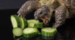 tartaruga può mangiare il cetriolo
