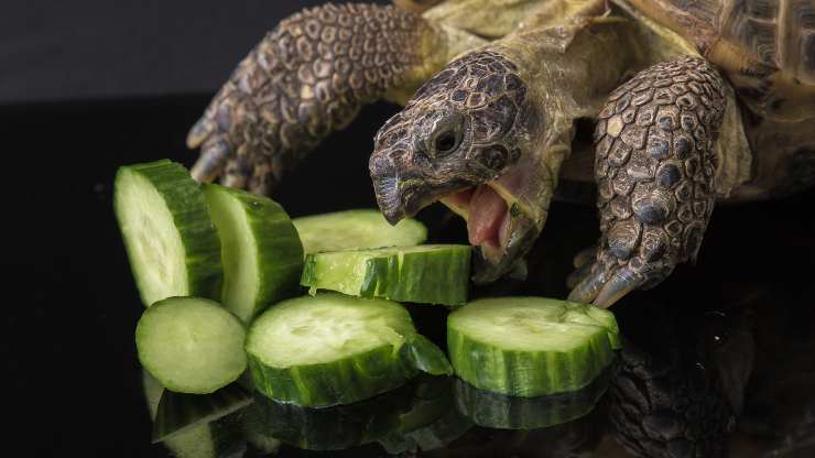 tartaruga può mangiare il cetriolo