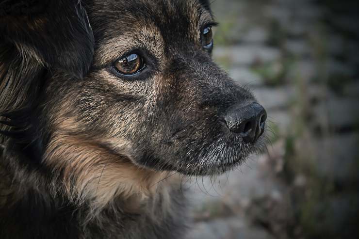 Il cane ha paura di tutto