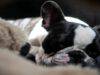 Razze canine che dormono con altri animali