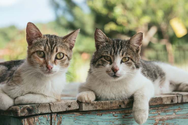 Gatti che amano stare al fresco