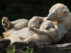 orso polare e cucciolo