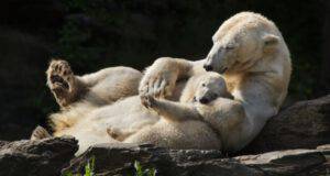 orso polare e cucciolo