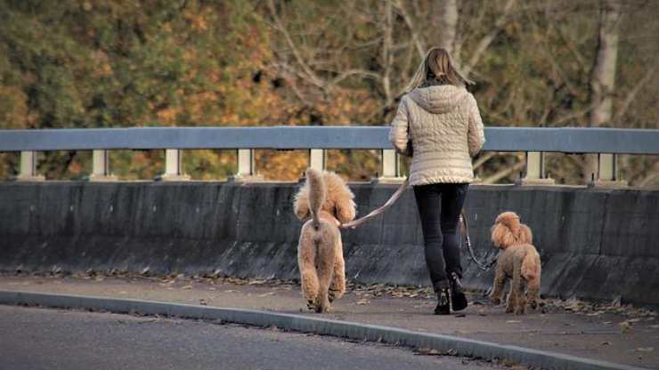 passeggiata con cani