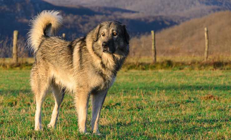 pastore ciarplanina