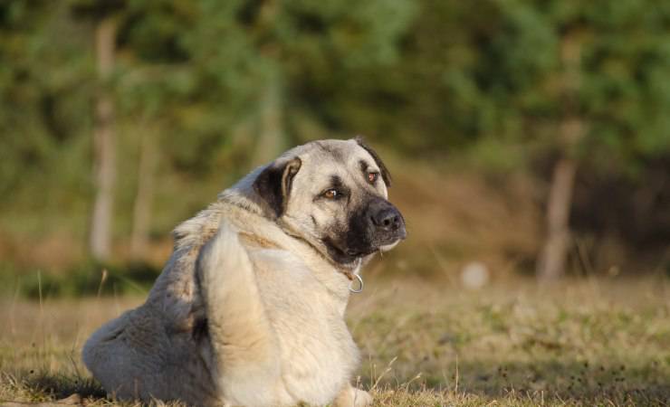 cane da pastore dell'anatolia