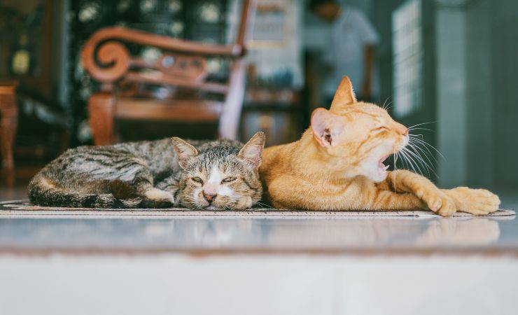 Razze feline che amano stare al fresco