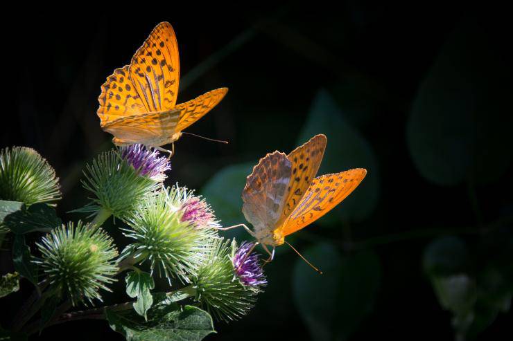 Le farfalle e la loro nascita