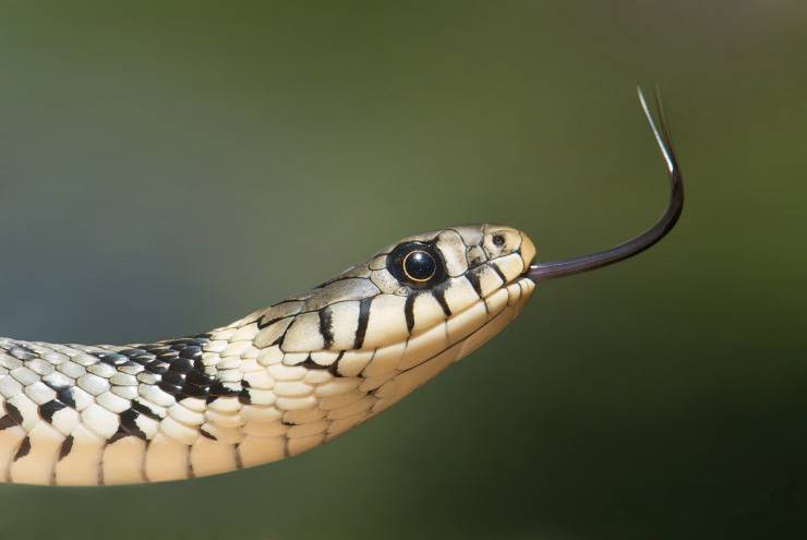 Il serpente e l'alimentazione