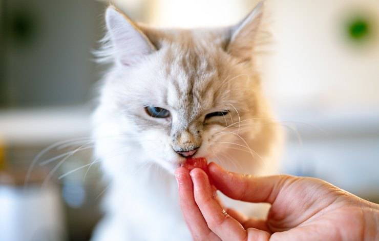 Il gatto può mangiare la carne in scatola