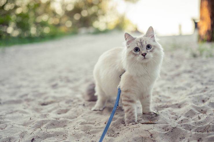 en la playa con el gato