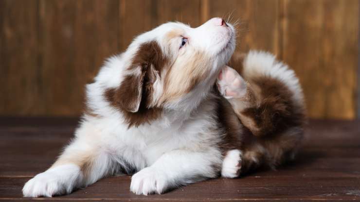 come proteggere cane dai pappataci