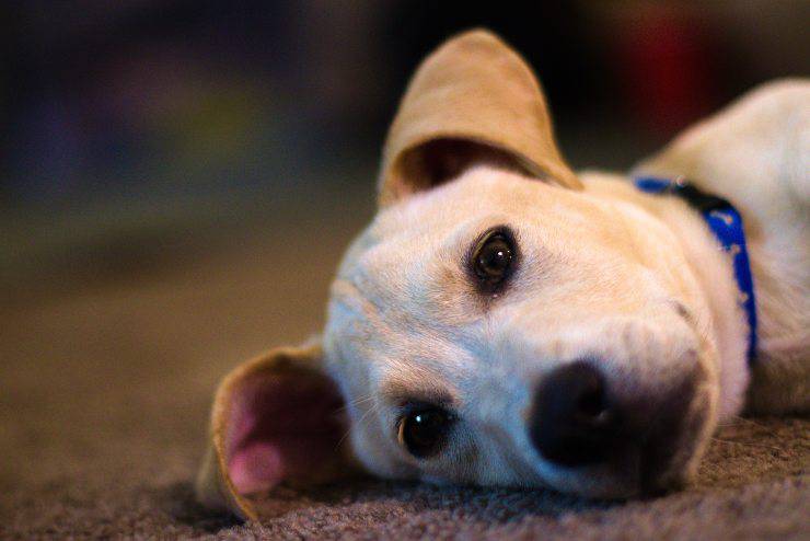 Perché il cane non esce di notte