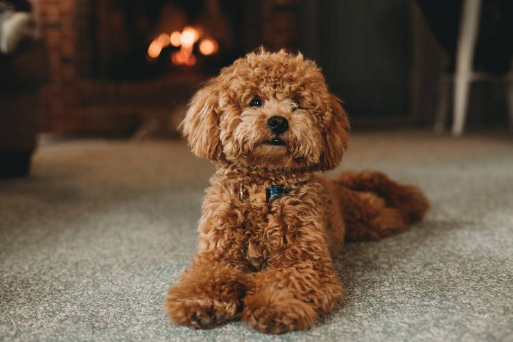 Il comportamento del cane