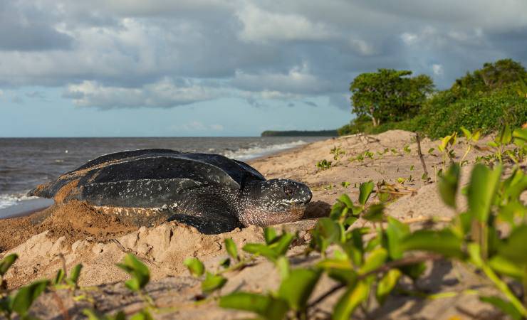 tartaruga liuto