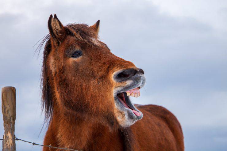 por qué los caballos se ríen
