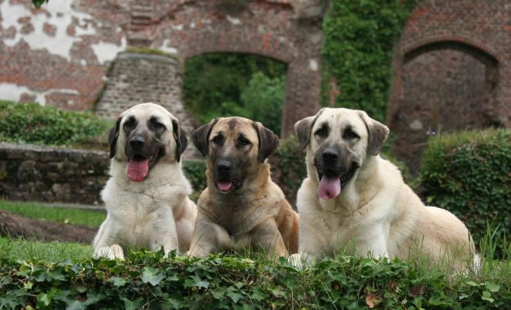 trois chiens de berger 