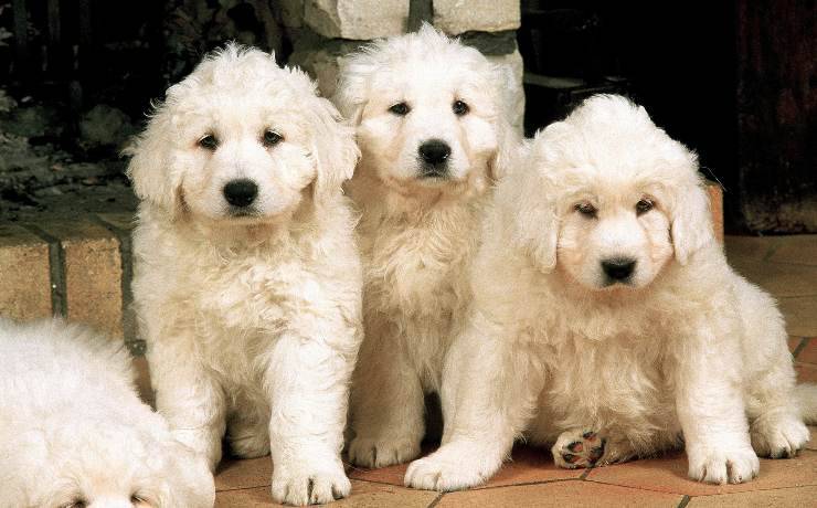 tre cuccioli di Tatra