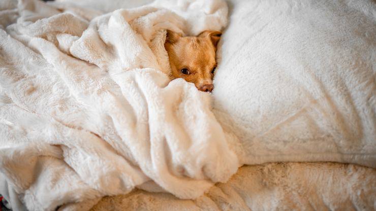 Feci bianche nel cane