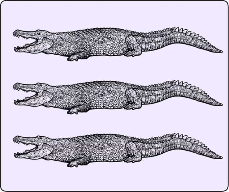 Il test del coccodrillo diverso solo i più intelligenti riescono a vederlo