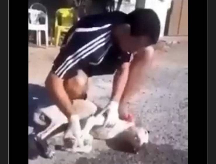 Il cane era inerme: uomo pratica il massaggio cardiaco per salvarlo (Screen Video)