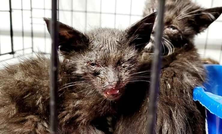 61 animali in condizioni terrificanti per le infezioni potrebbero perdere gli occhi (Foto Facebook)